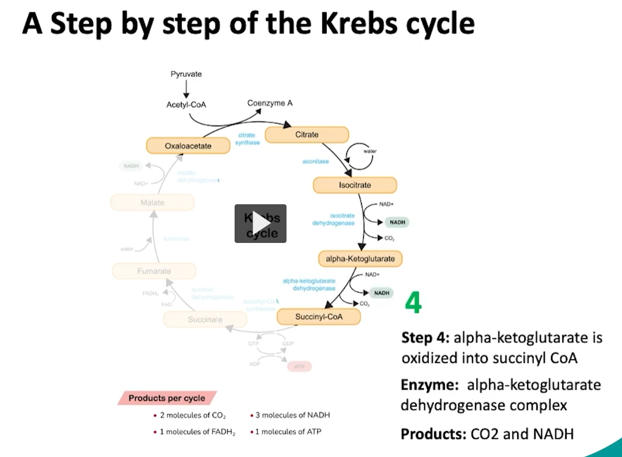 <p>during the fourth step of the cycle, alpha ketoglutarate will be oxidized to form succinyl CoA </p><p>what happens here is a decarboxylation or removal of a carbon group of alpha ketoglutarate, which will form succinyl. </p><p>then this succinyl is attached or oxidized to coenzyme A via the alpha ketoglutarate enzyme which will form succinyl CoA. </p>