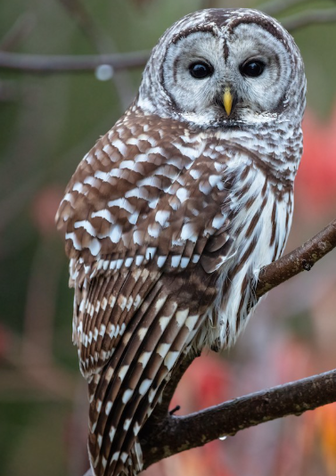 <p>What bird is this? </p>