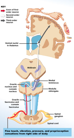 * Sensory homunculus- functional map of the primary sensory cortex 
* distortions occur because area of sensory cortex devoted to particular body region is not proportion to regions size, but to number of sensory receptors it contains 