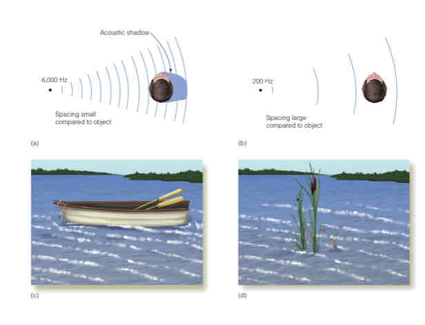 <p>ITD is better for low frequency sounds bc no acoustic shadow is made while ILD is better for high frequency sounds</p>