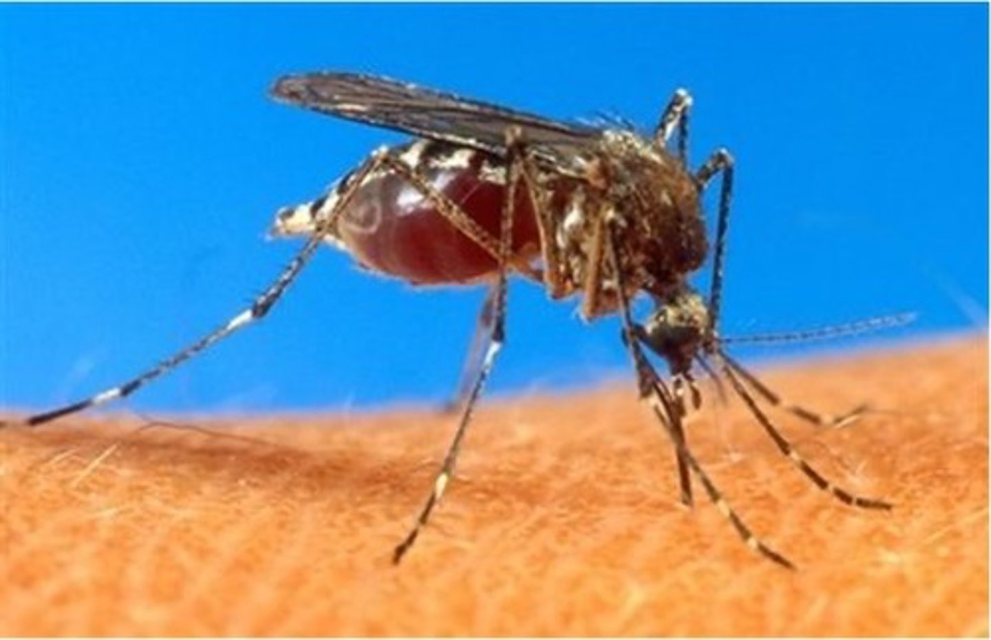 <p>yellow fever, dengue and zika</p>