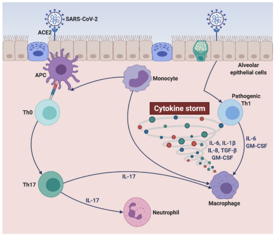 <p>It can block or weaken immune responses that fight the virus and promote inflammation-related damage.</p>