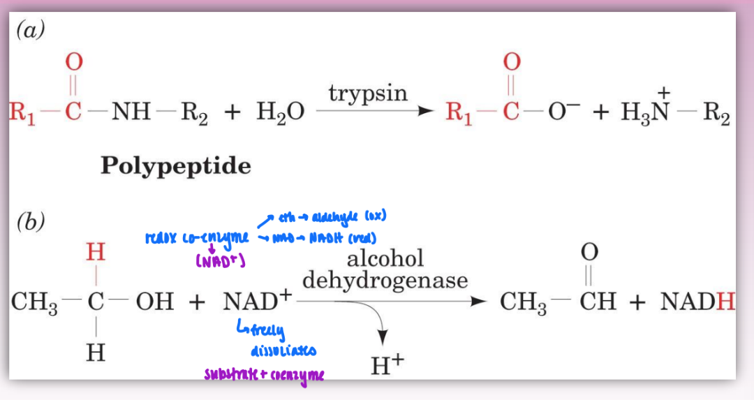 <ul><li><p>can be catalyzed directly by enzyme or by using coenzyme as reactant/substrate</p><ul><li><p>ex redox coenzyme (NAD+)</p></li></ul></li><li><p>2 substrates = very common</p></li><li><p>more than 2 = too much competition/collisions = hinders binding = uncommon</p></li></ul><p></p>