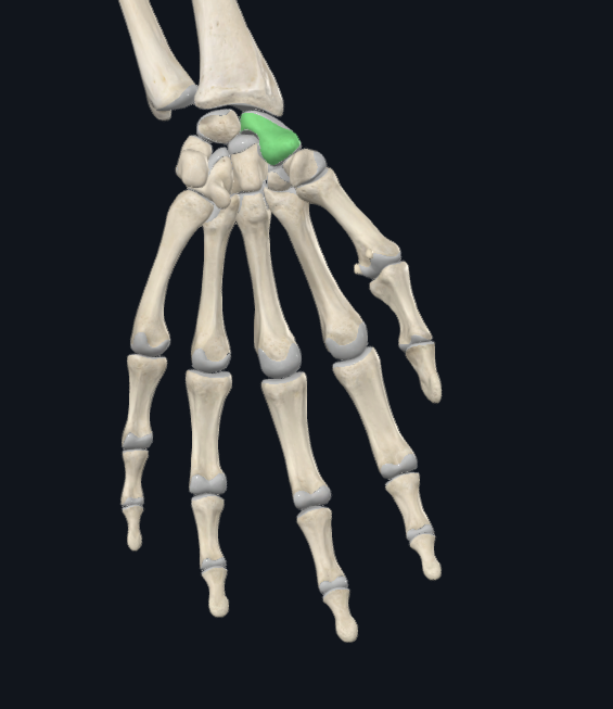 <p>What bone is this</p>