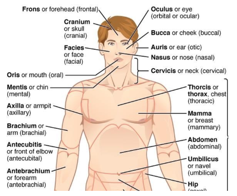 <p>specific terms allow to have more precise description of various body regions</p>