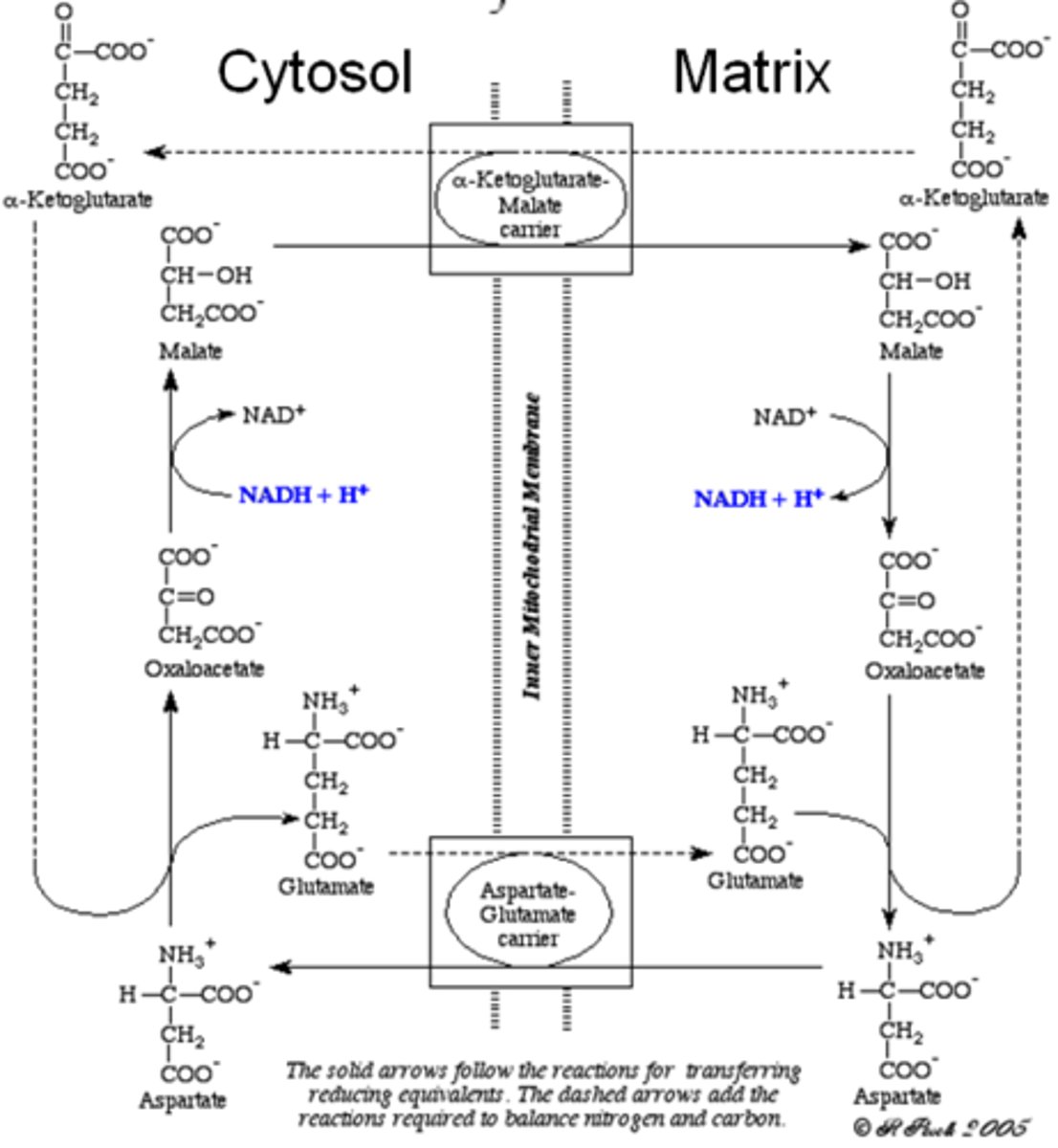 <p>In lever, nieren, hart: malaat-aspartaat shuttle</p><p>-NADH moet naar de andere kant van het membraan gaan</p><p>-elektronen van NADH wordt gebruikt om oxaloacetaat te reduceren tot malaat</p><p>-oxaloacetaat moet omgezet worden tot aspartaat zodat het terug kan in het cytosol</p><p>-alpha ketoglutaraat blijft over en moet teruggebracht worden naar het cytosol</p><p>->geen verlies van energie want NADH buiten=NADH binnen</p><p>uitleg is juist maar niet helemaal volledig dus kijk ook naar de foto...</p>