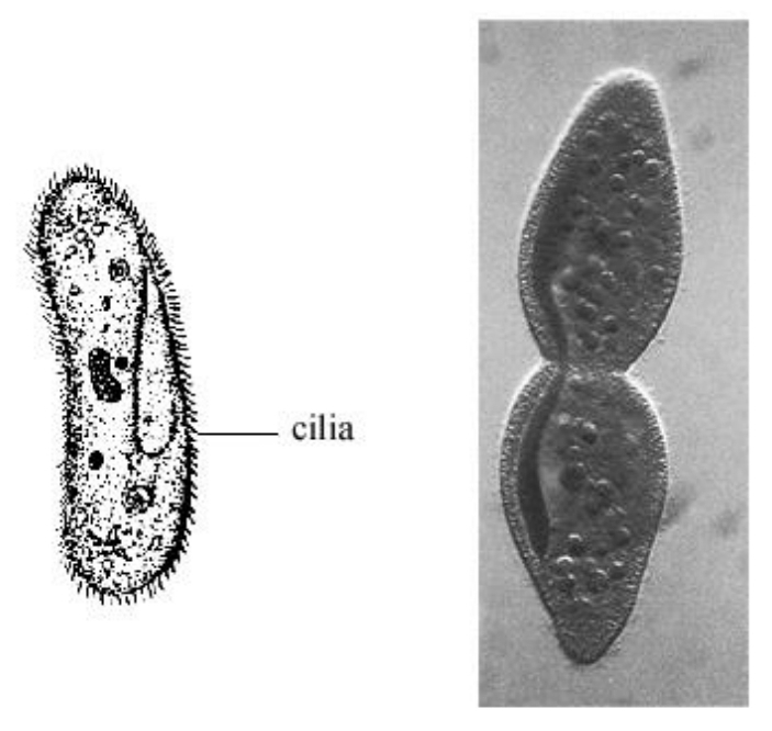 <p>Ciliated protozoans</p>