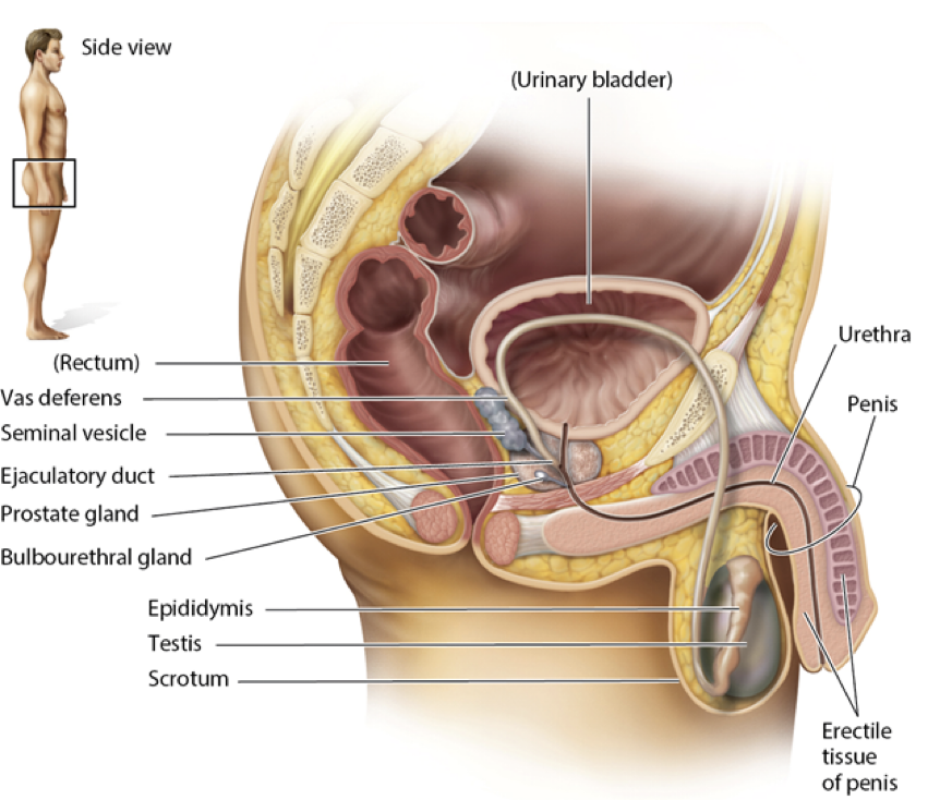 <p>a fold of the body wall</p><p>maintains testis temp at about 2 deg. C below the core body temp</p>