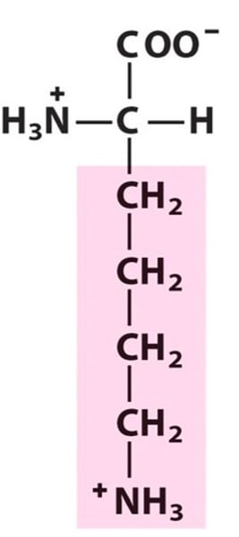 <p>Lysine</p>