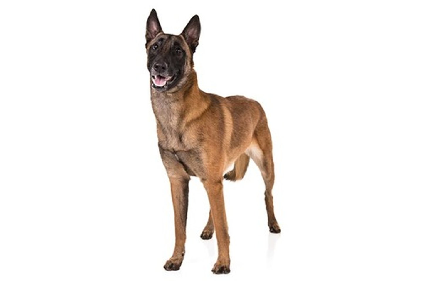 <p>Confident, Smart, Hardworking</p><p>AKC Breed Popularity: Ranks 47 of 194</p><p>Height: 24-26 inches (male), 22-24 inches (female)</p><p>Weight: 60-80 pounds (male), 40-60 pounds (female)</p><p>Life Expectancy: 14-16 years</p><p>Group: Herding Group</p>
