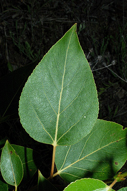 term image