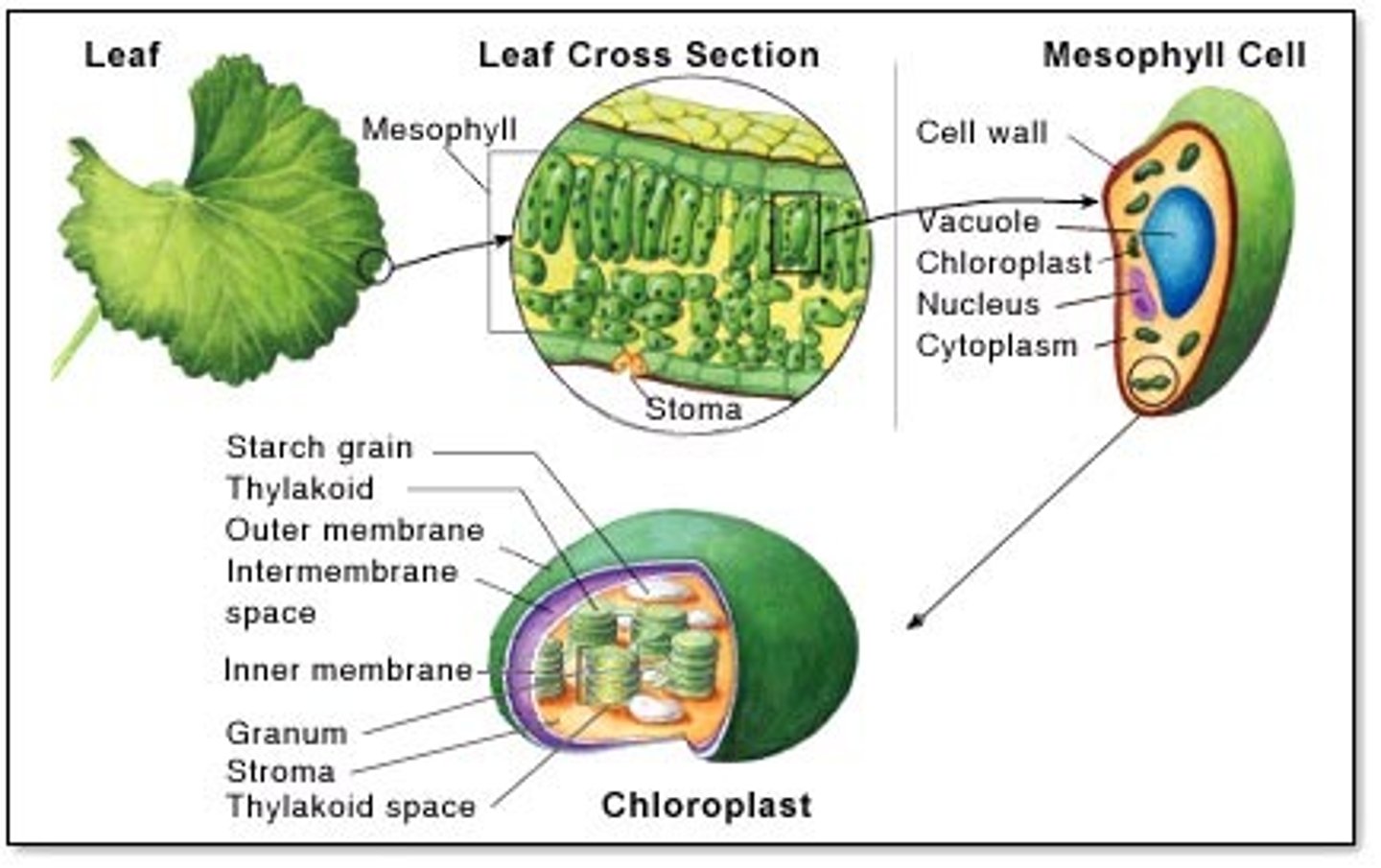 <p>An organelle found in plant cells and the cells of other eukaryotic photosynthetic organisms where photosynthesis occurs.</p>