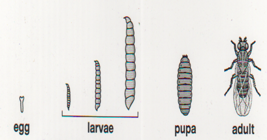 <p>Egg —> Larva —> Pupa —> Adult</p>