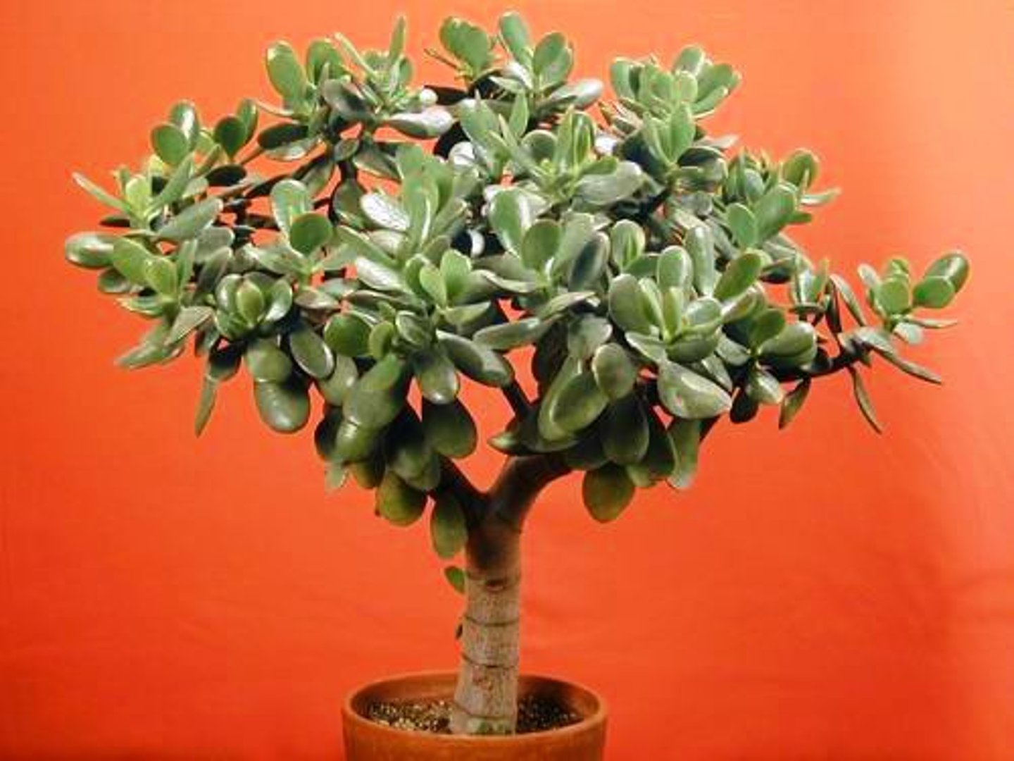 <p>Jade Plant, Baby Jade</p>