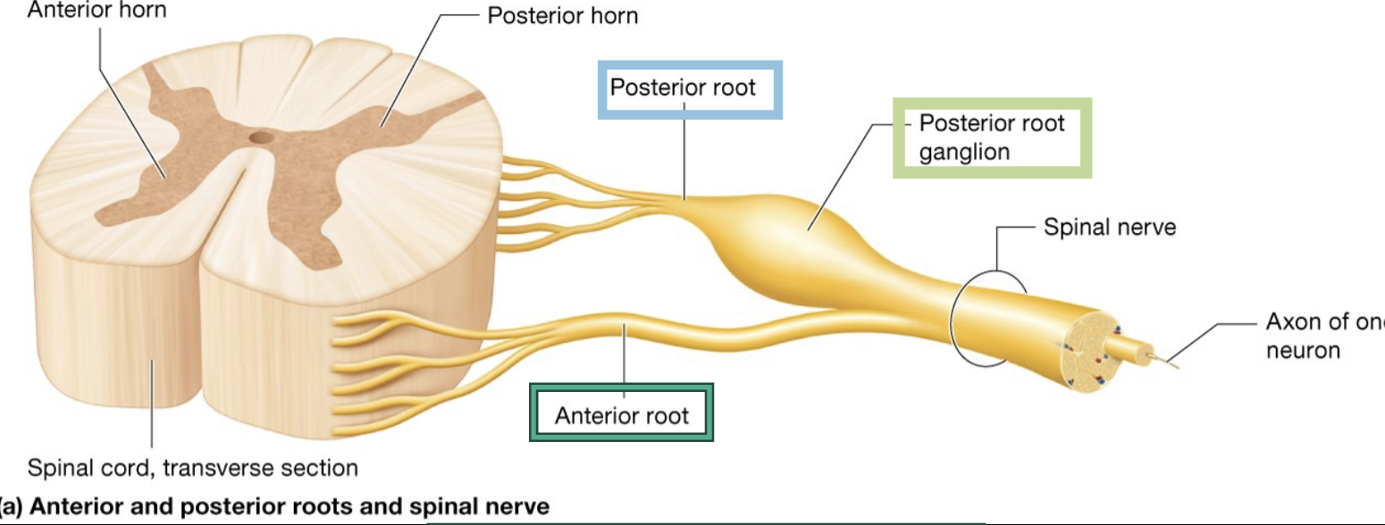 <p>what are the functions of the parts of the spinal nerves </p>