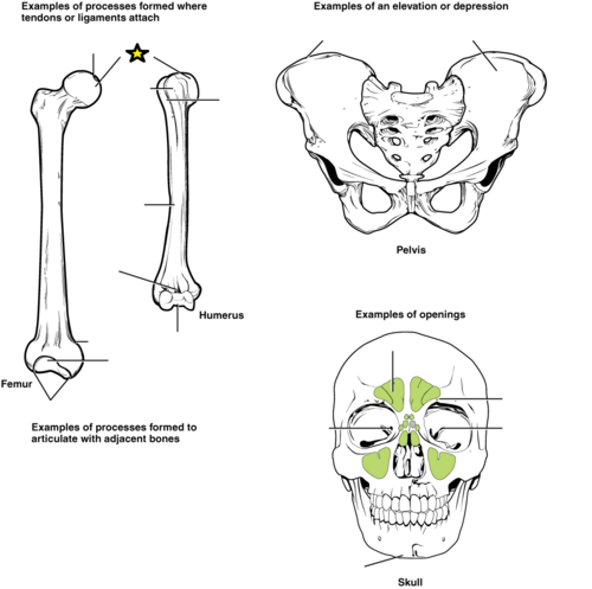 <p>Prominent, rounded, articulating end of a bone</p>