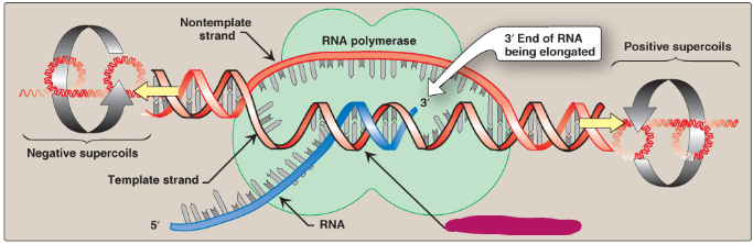 <p>Label this section of the transcription bubble.</p>