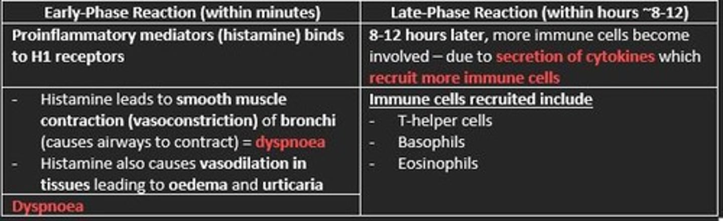<p>Early-phase reaction (minutes)</p><p>- Histamine binds to H1 receptors</p><p>- Smooth muscle contraction of bronchi = dyspnoea </p><p>- Vasodilation of tissues = oedema &amp; urticaria </p><p>Late-phase reaction (8-12 hours later)</p><p>- More immune cells recruited due to secreted cytokines </p><p>- T-helper cells, Basophils, Eosinophils</p>