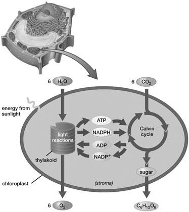 Based on the information provided in this figure, where does the oxygen gas produced by a leaf come from?