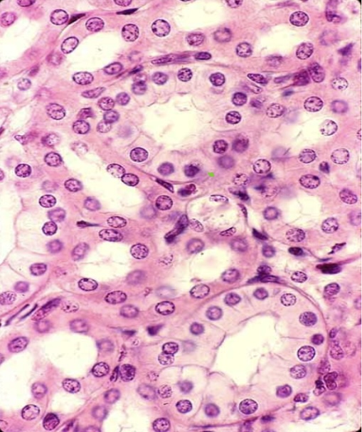 <p>Single layer of cube like cells with large nuclei </p><p>Secretion and absorption </p><p>Found in the kidneys and glands </p>