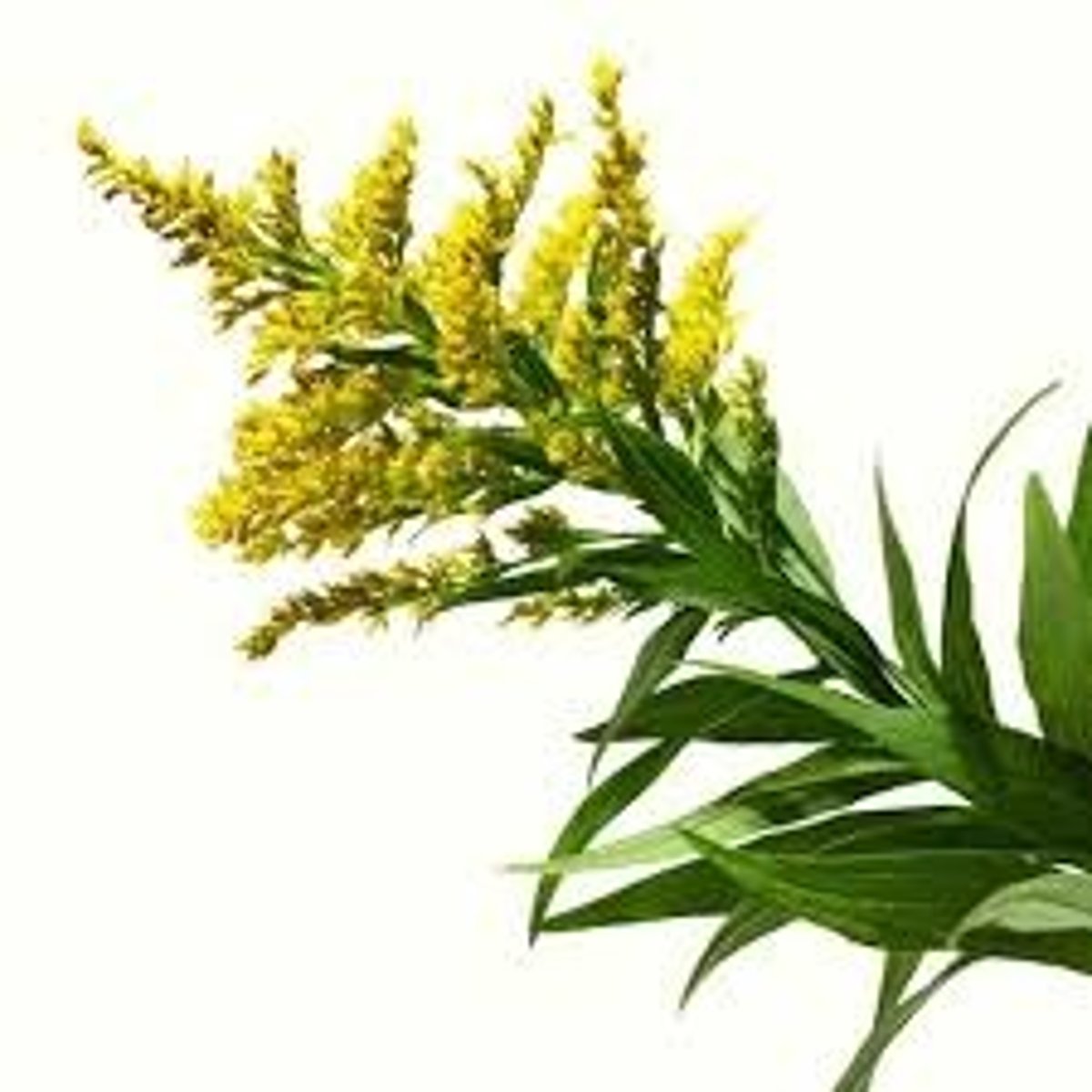 <p>Solidago; Filler</p>