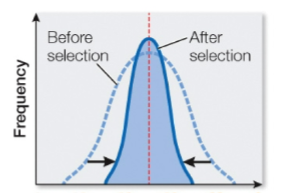 <p>Stabilizing selection</p>