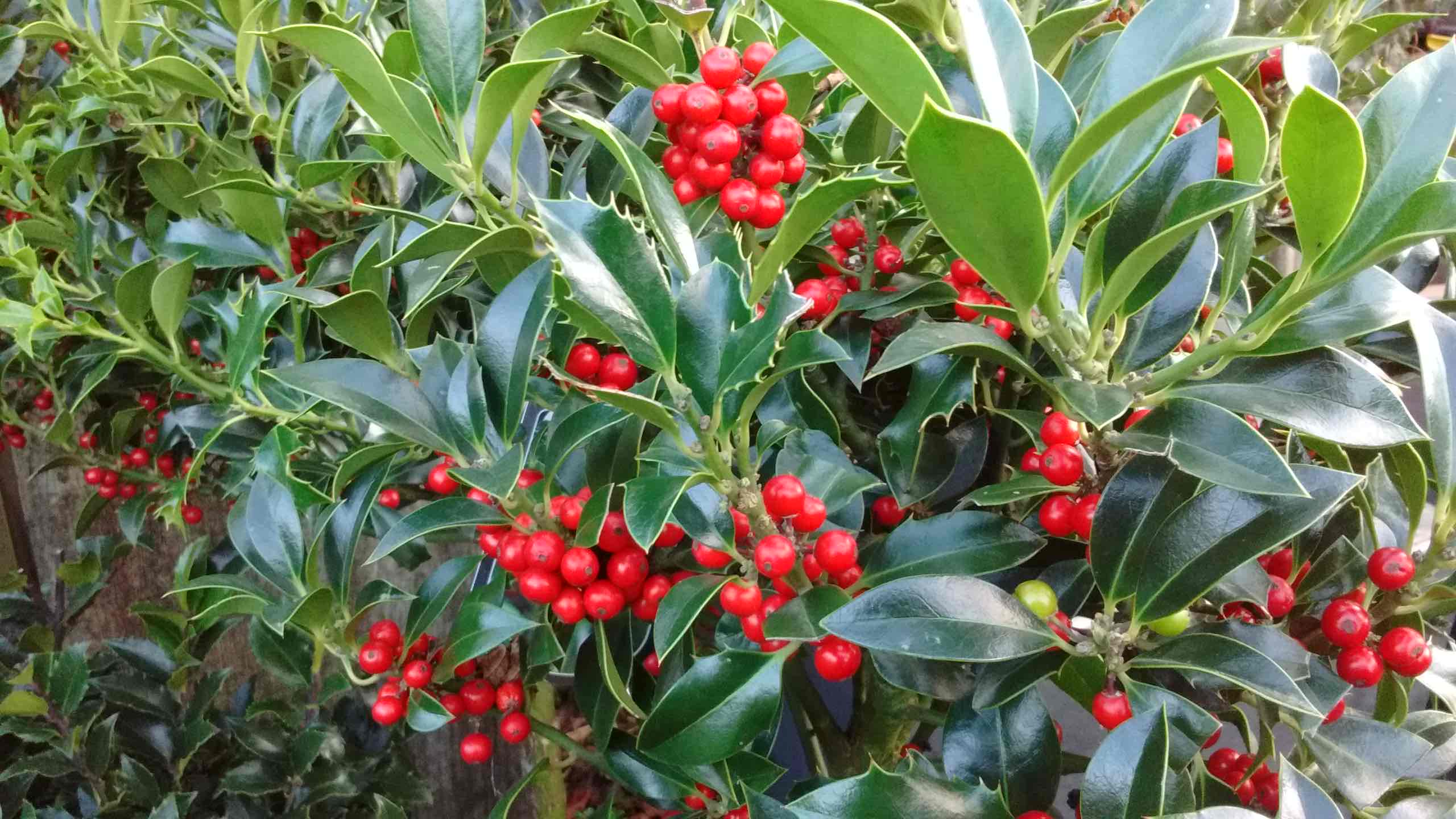 <p>Ilex aquifolium</p>