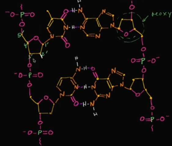 <p>Let’s say we wanted this DNA to become RNA (or at least one part of it, since RNA is single-stranded). How would we even do that?</p>