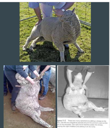 <ul><li><p>Sheep only </p><ol><li><p>Restrain animal with hand under jaw, standing on side of sheep </p></li><li><p>one hand: turn animals head to its flank </p></li><li><p>other hand: push down on hip at the same time </p></li><li><p>grasp forelimbs and pull them upward </p></li><li><p>sheeps back leans against your legs </p></li><li><p>Animal rests on its hips, not directly on its dock </p></li></ol></li></ul>