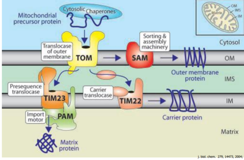 Poprzez system translokaz
- TOM - translocase of outer membrane
- TIM - translocase of inner membrane