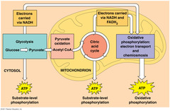first step in releasing the energy of glucose, in which a molecule of glucose is broken into two molecules of pyruvic acid