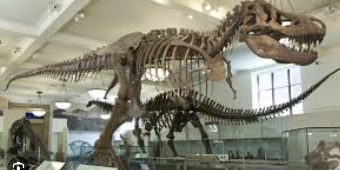 <p>Genus</p>