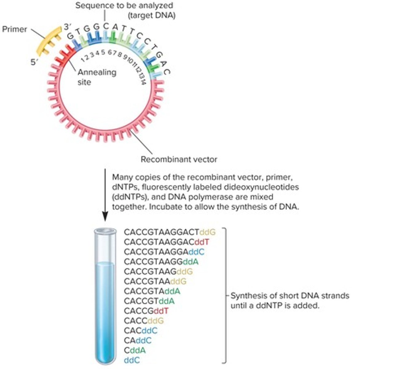 <p>Method for determining DNA sequences.</p>