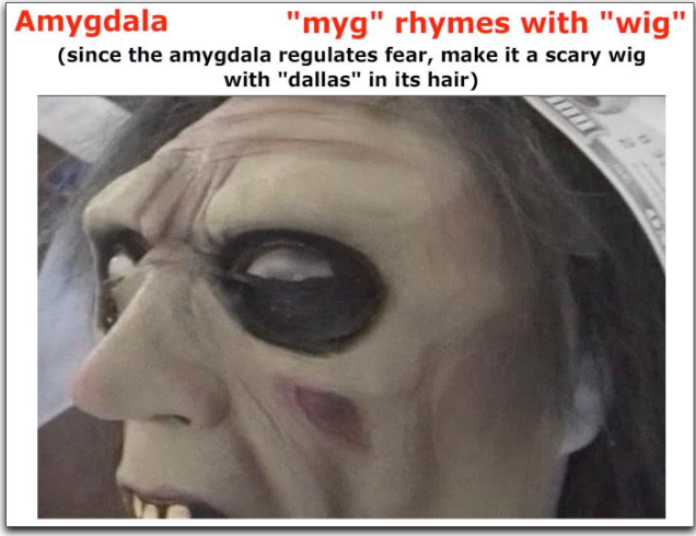 <p>what is the function of the amygdala? what is it shaped like?</p>