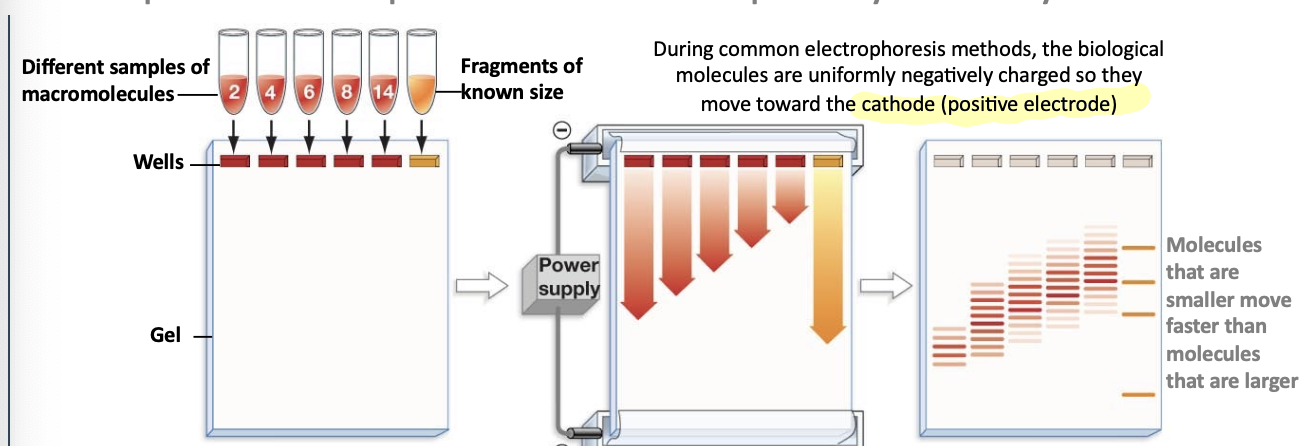 <p>biological molecules need to be uniformly negatively charged and be shaped like a noodle.</p><ol><li><p>load cavities (“wells”) in gel with samples</p></li><li><p>hook up power supply and run gel. molecules separate over time as some migrate faster than others</p></li><li><p>remove gel after samples have run its length</p></li></ol><p></p>