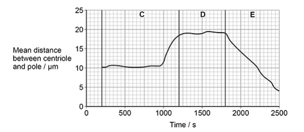 <p>Name the three phases of mitosis shown by C, D and E on the figure above. Describe the role of the spindle fibres and the behaviour of the chromosomes during each of these phases. (5 marks)</p>