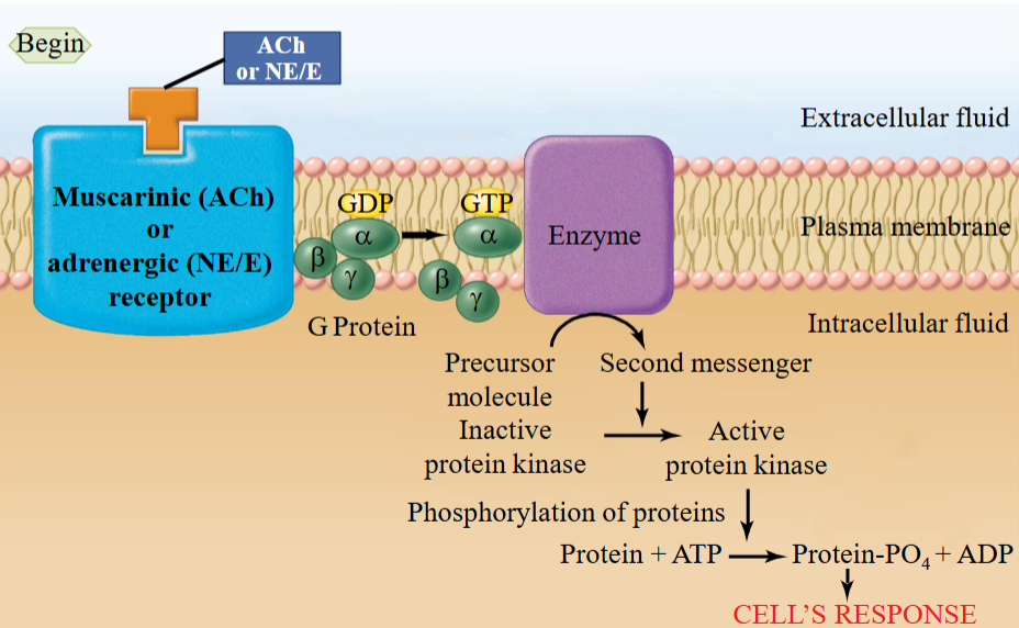 <ul><li><p>ACh binds muscarinic receptors; NE/E bind adrenergic receptors—both trigger G-protein-coupled responses.</p></li></ul><ul><li><p>Although ACh and NE/E act on different receptors, both are metabotropic (G-protein-coupled), not ionotropic.</p></li><li><p>Ligand binding activates G-protein; α-subunit dissociates and targets enzyme or ion channel.</p></li><li><p>This produces second messengers and a cellular response.</p></li></ul><p></p>