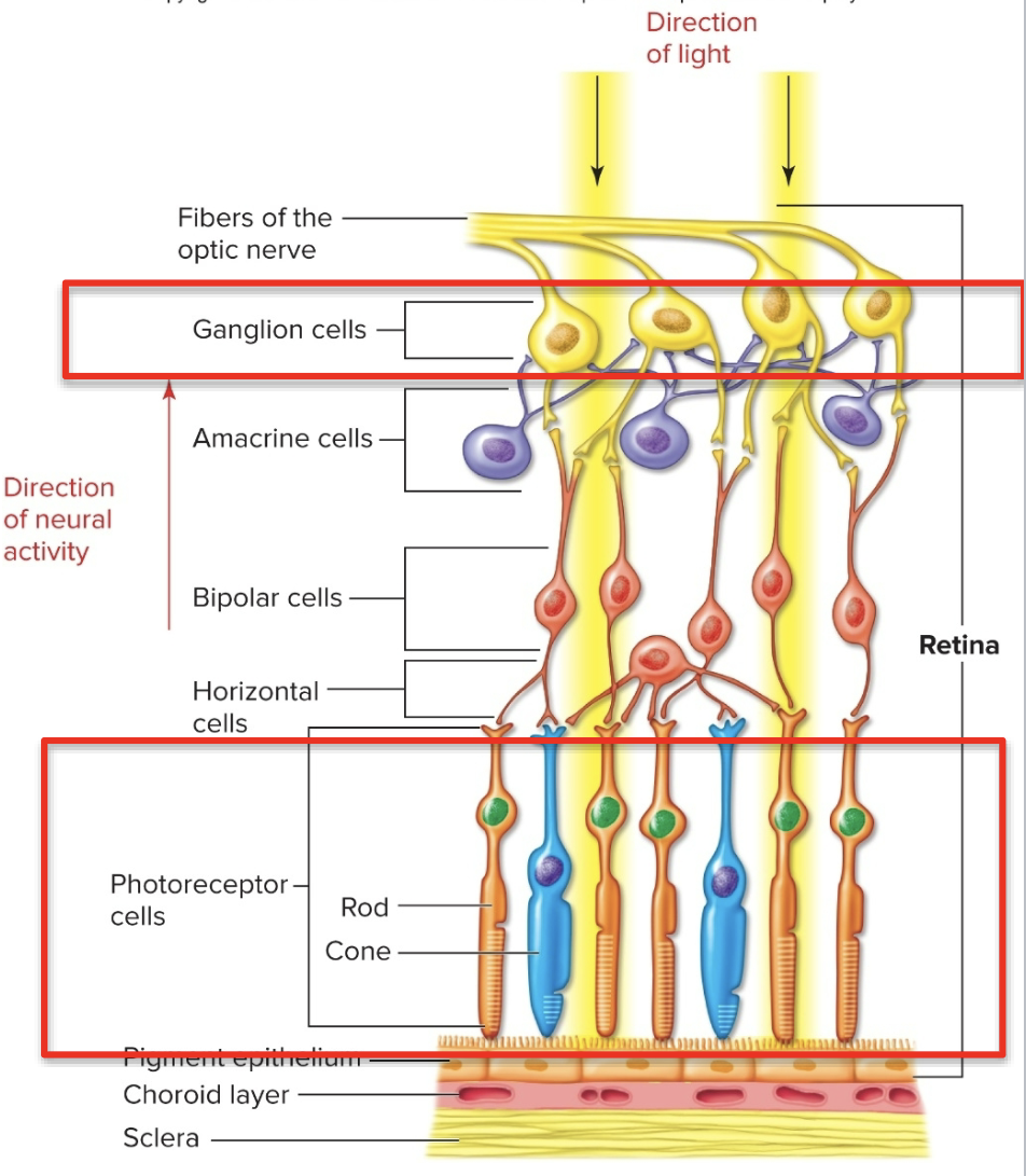 <p>Rods &amp; Cones</p>