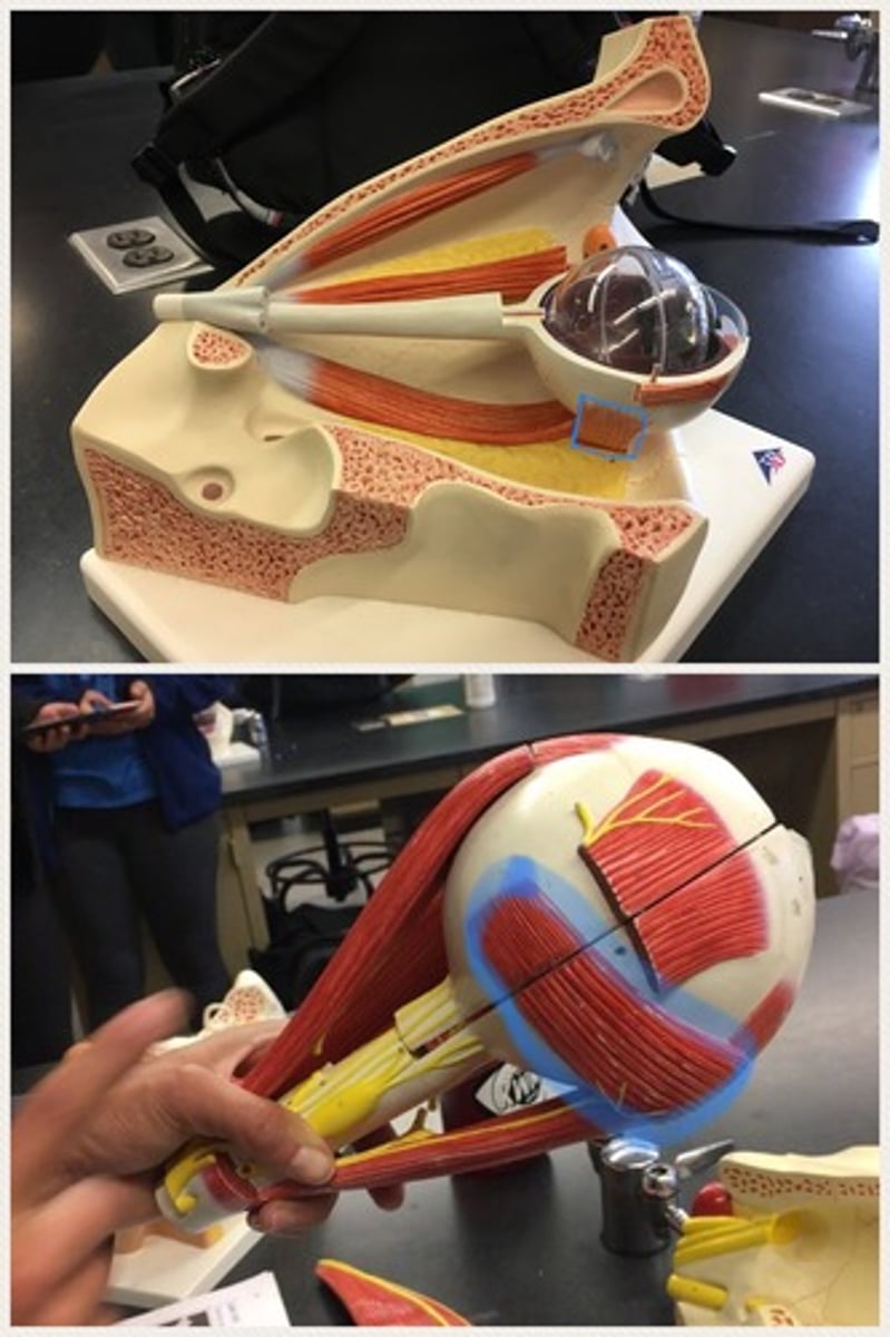 <p>responsible for elevating the eye, turning the top of it away from the nose, and moving it outward; is attached to the maxillary bone (origin) and the posterior, inferior, lateral surface of the eye (insertion). Underneath the lateral rectus muscle.</p>