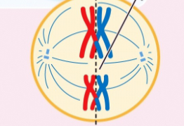 <p>meiosis metaphase 1</p>