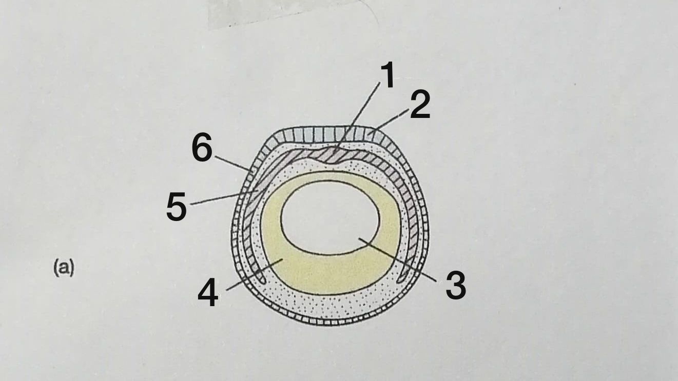 <ol><li><p>Notocorda</p></li><li><p>Placa neural</p></li><li><p>Gastrocele</p></li><li><p>Endodermo</p></li><li><p>Mesodermo</p></li><li><p>Ectodermo</p></li></ol>