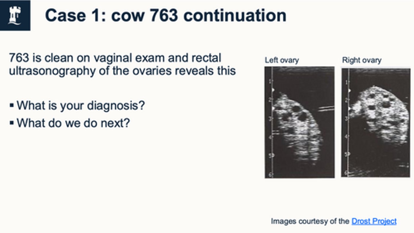 <p>case 3 - what is your diagnosis</p>