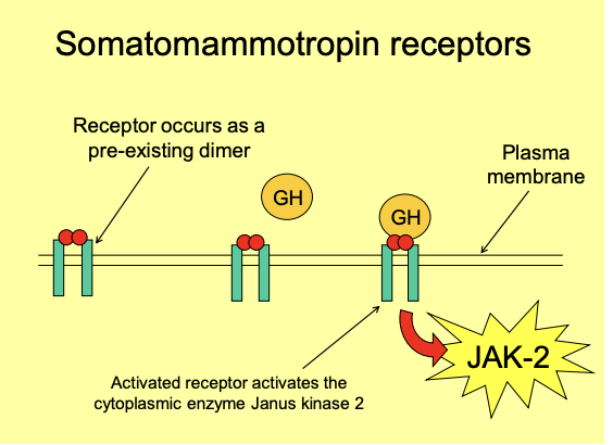 <ol><li><p>activates membrane-based receptors</p><ul><li><p>which occurs as pre-existiging dimers</p></li></ul></li><li><p>When activated→ receptor activates JAK-2 (<strong>Janus kinase 2)</strong></p><ul><li><p>enzyme in the cytoplasm</p></li></ul></li><li><p>This phosphorylates tyrosine residues on proteins</p></li></ol><p></p>