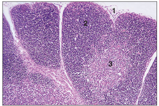 <p>name of histologic slide:</p><p>Specie:</p><p>Parts</p><p>1.__ 2.__ 3.__ </p><p>Stain used:</p>