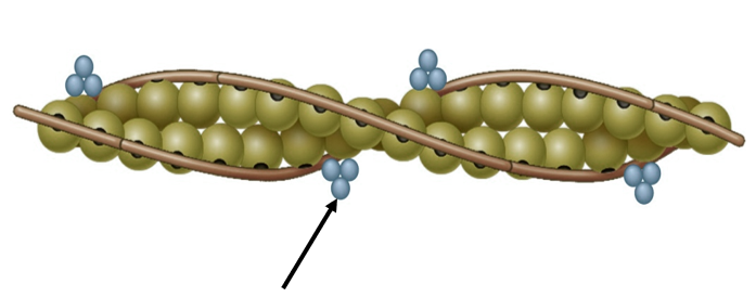 <p>What protein is indicated by the arrow in this image?</p><p>A. Troponin</p><p>B. Actin</p><p>C. Tropomyosin</p>