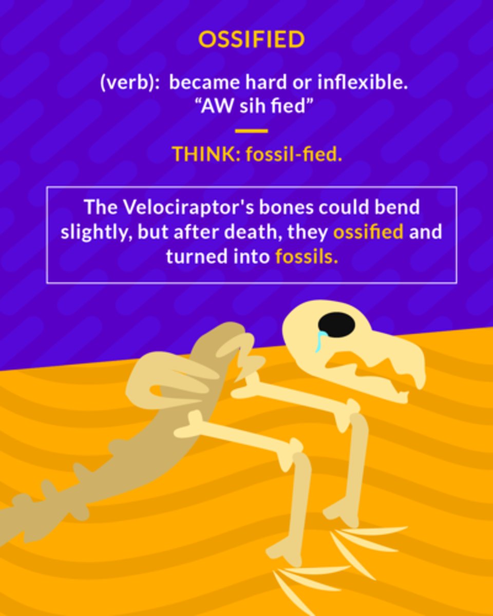 <p>become fixed and rigid</p><p>(verb) become hard or inflexible</p>