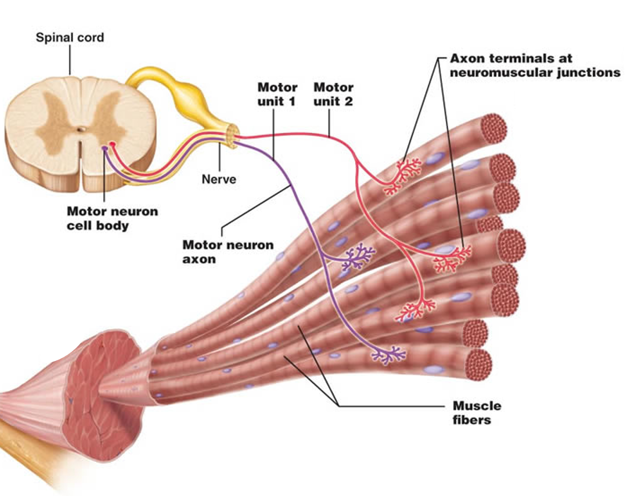 <p><mark data-color="blue">Neuromuscular junctions: axon terminal</mark></p><p>Can you label, describe and explain what this diagram is/shows?</p>