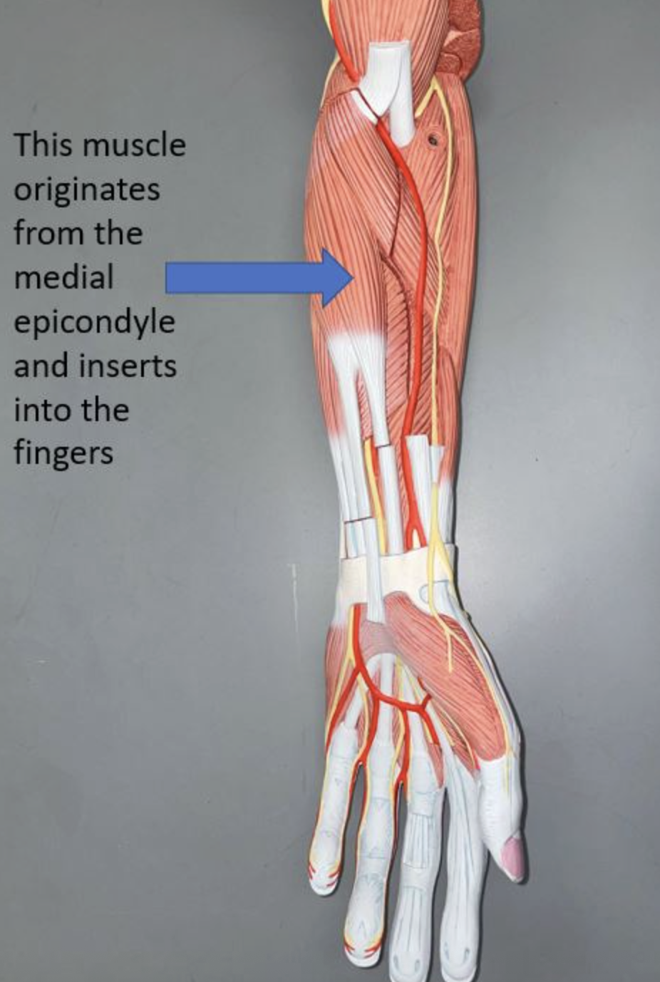 <p>muscle name & function</p>