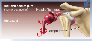 <p>Ball-and-socket joints</p>