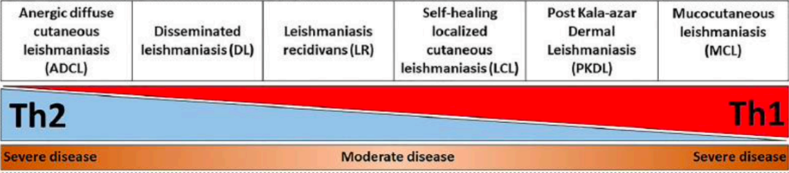 <p>Extreme levels of either Th1 or 2 causes severe disease</p>